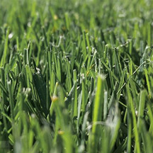Performance Tall Fescue sod close-up