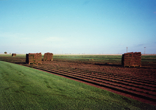 field
